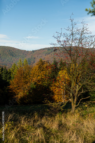 Autumn landscape: Forest in polish mountains