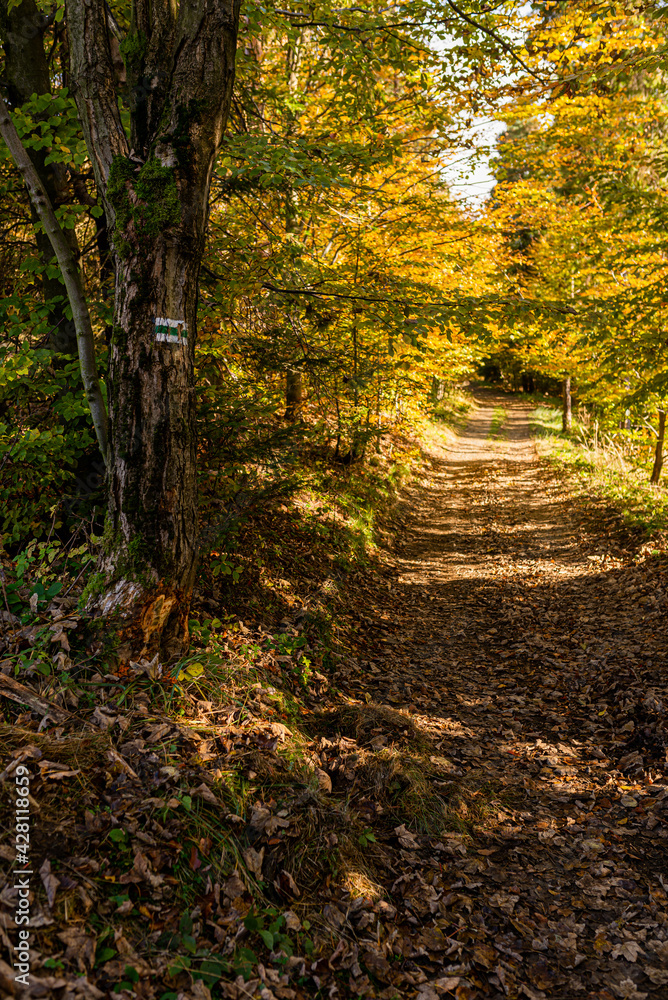 Path in autumn forest in polish moutains. Path in autumn forest in polish moutains.