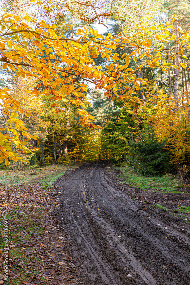 Path in autumn forest in polish moutains. Path in autumn forest in polish moutains.
