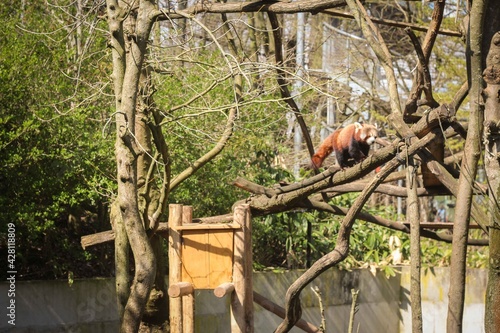 red panda in a tree