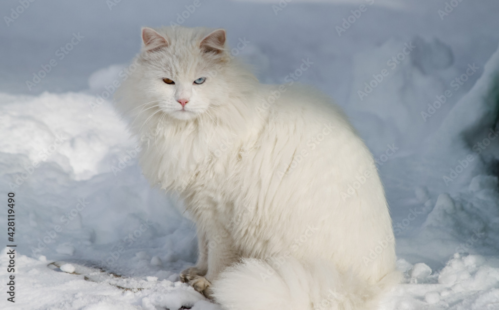 A domestic white cat with multicolored eyes sits in the snow