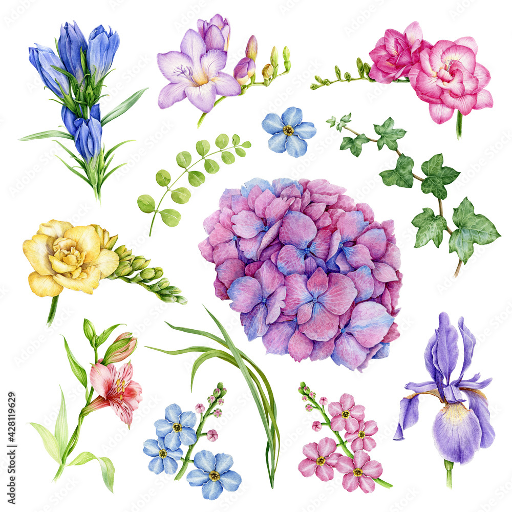 Garden flower set. Freesia, forget-me-not, iris, hydrangea, ivy, hedera floral element collection. Watercolor hand drawn illustration set. Bright summer flowers and herbs on white background Garden flower set. Freesia, forget-me-not, iris, hydrangea, ivy, hedera floral element collection. Watercolor hand drawn illustration set. Bright summer flowers and herbs on white background
