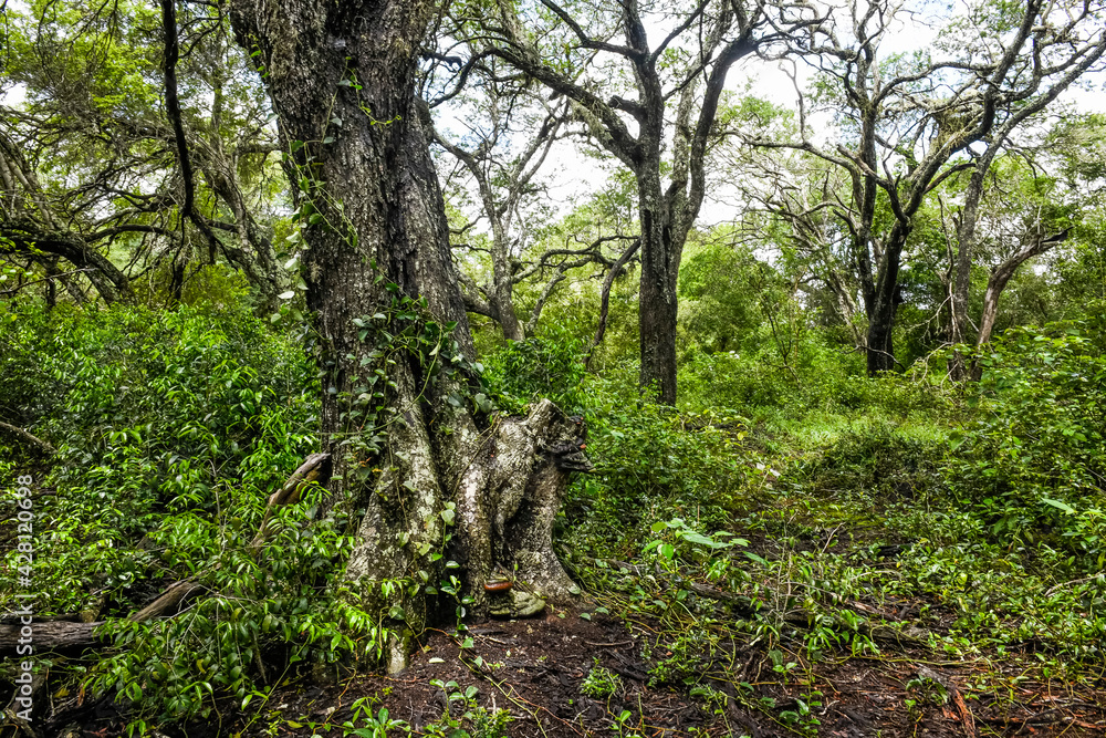 Sand Forest