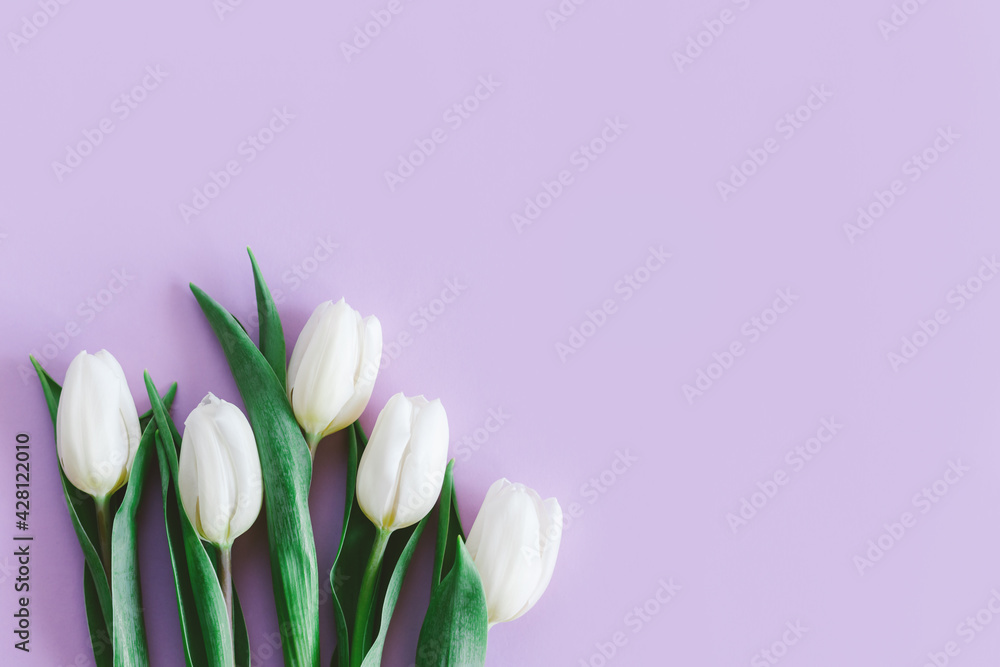 Tender white tulips on pastel violet background. Greeting card for Women's day. Flat lay. Place for text.