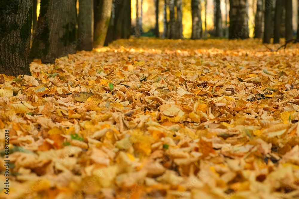 Empty abandoned path in the forest, woodland. Alley autumn city park with covering ground yellow dry leaves in sunny day, closeup view, camera in motion. Beautiful background in fall season. Empty abandoned path in the forest, woodland. Alley autumn city park with covering ground yellow dry leaves in sunny day, closeup view, camera in motion. Beautiful background in fall season.