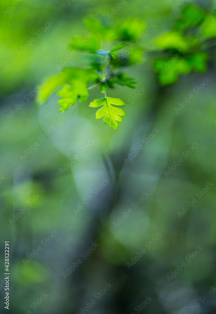 Obraz premium Crataegus monogyna, known as common hawthorn or single-seeded hawthorn - MAJUELO o ESPINO ALBAR, Ibarra, Orozko, Bizkaia, Basque Country, Spain, Europe