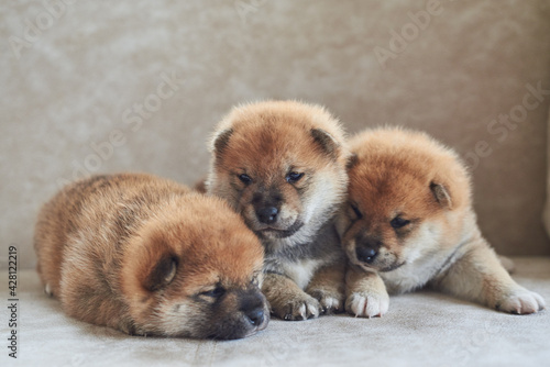 Three little fluffy shiba inu puppies lie on the couch