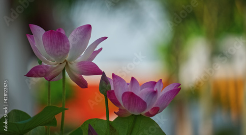 Pink and white gradient lotus petal with colorful blur background