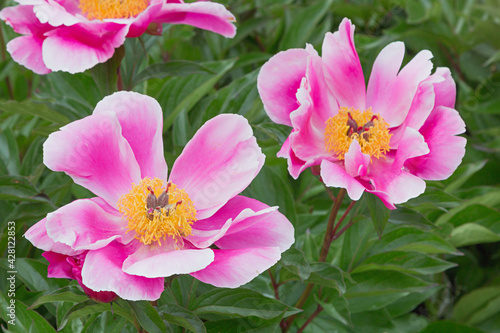 pink paeony flowers with yellow middle