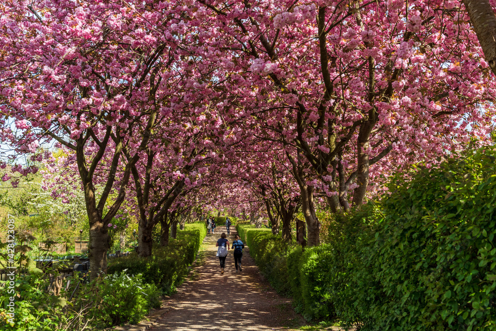 Japanische Kirschbüten in einer Gartenanlage in Kiel