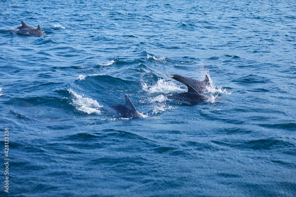 Fototapeta premium dolphin in the sea