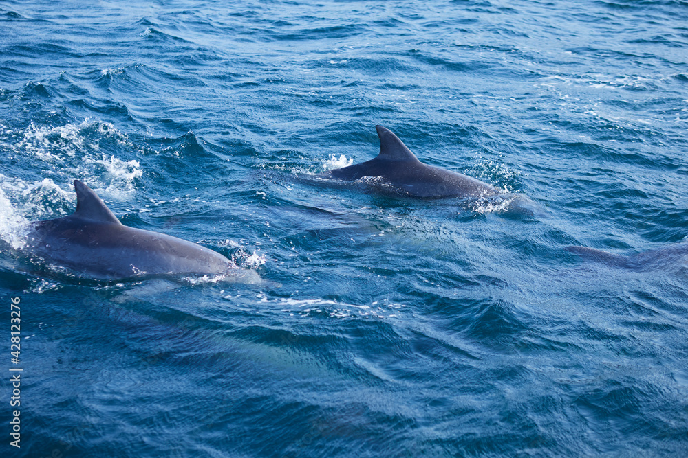 Naklejka premium dolphin in the sea