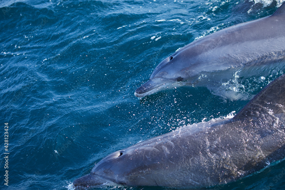 Obraz premium dolphin in the sea