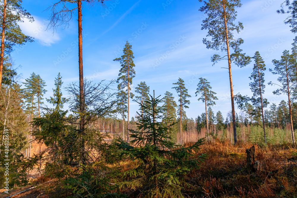 The beauty of Belarusian coniferous forests The beauty of Belarusian coniferous forests