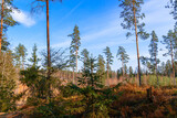 The beauty of Belarusian coniferous forests