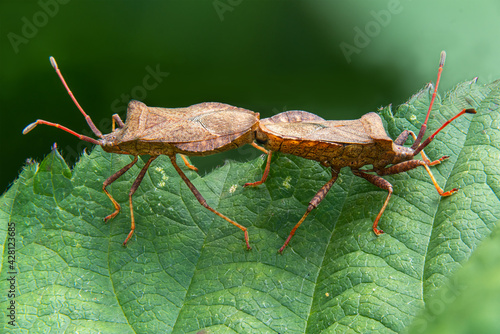 Detail shot of two sting bugs mating on a leaf © janny2