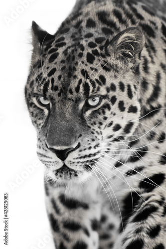 Discolored leopard on a light background is a close-up of the muzzle and part of  body  a confident look