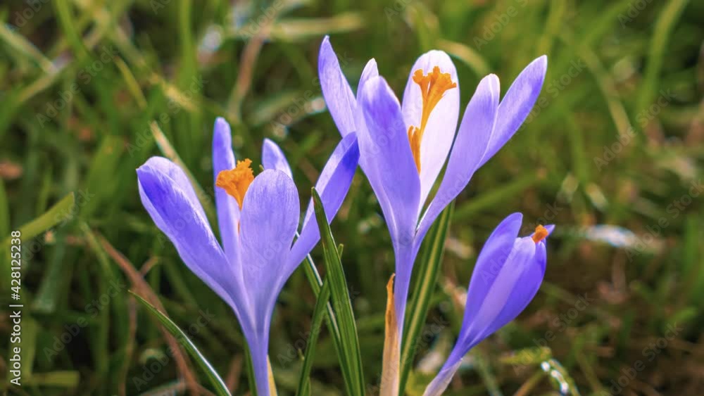 Spring crocus flowers blooming in fresh green meadow in cold sunny morning Growing Time lapse Spring crocus flowers blooming in fresh green meadow in cold sunny morning Growing Time lapse