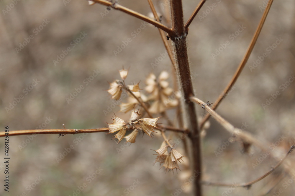 Tree nature green leaf fresh