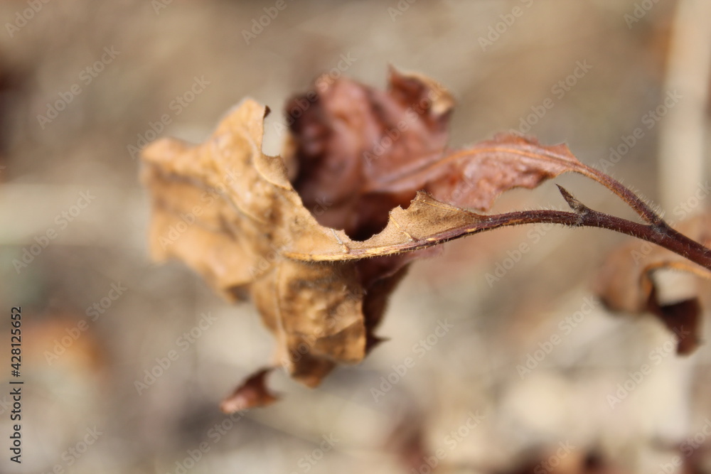 Tree nature green leaf fresh