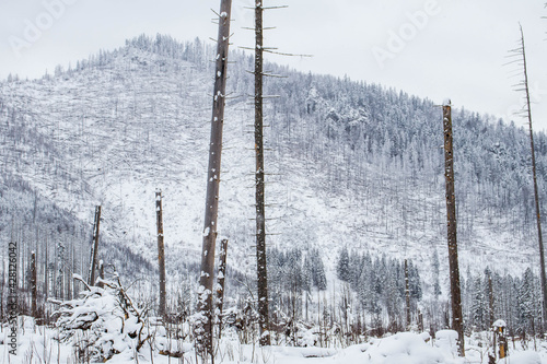 Piękny zimowy widok na panoramę gór Tatry photo