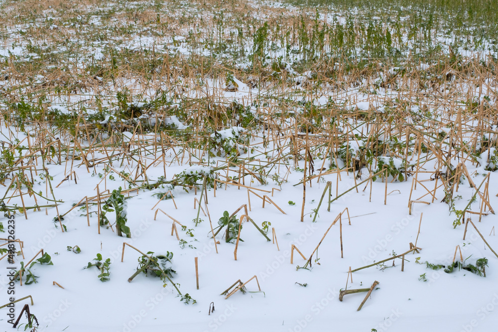 custom made wallpaper toronto digitalFeld mit Düngepflanzen im Schnee, Nordrhein-Westfalen, Deutschland, Europa