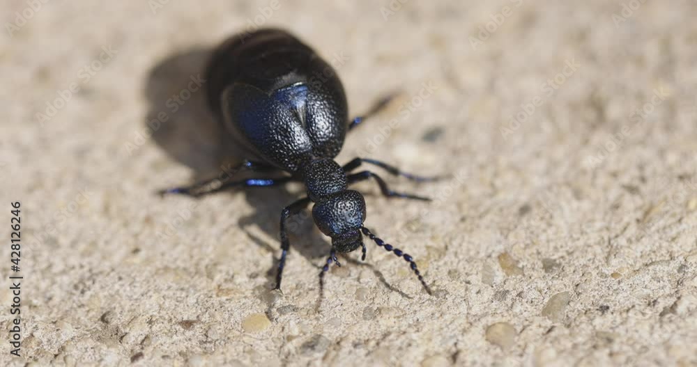 Big black beetle walking on the ground Big black beetle walking on the ground