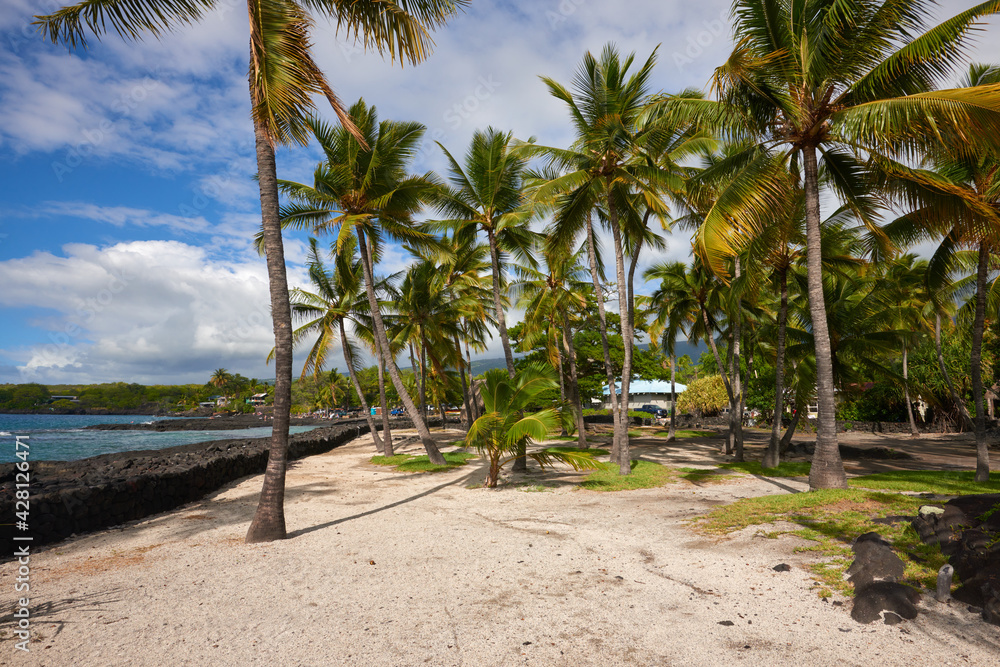 Palm trees on the coast of the ocean bay in Hawaii. Palm trees on the coast of the ocean bay in Hawaii.