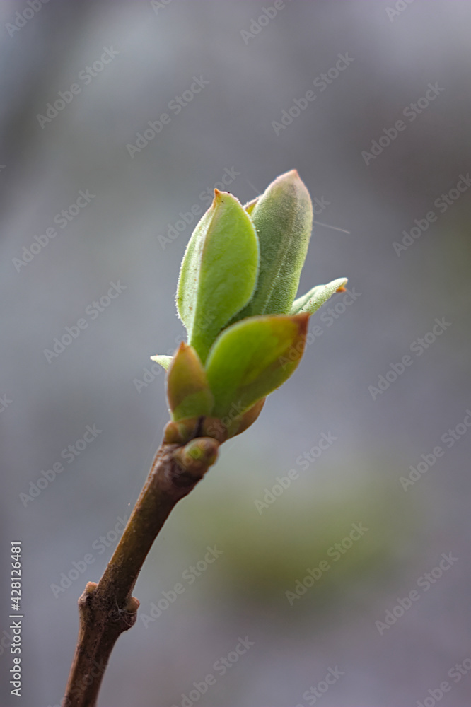 a branch with young foliage emerging from the buds a branch with young foliage emerging from the buds