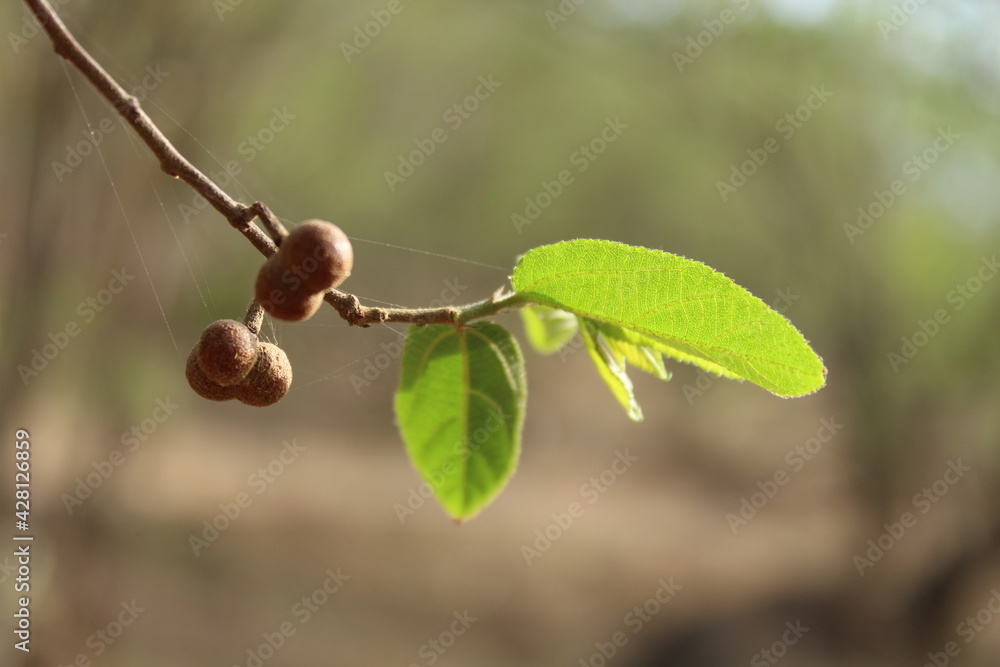 Tree nature green leaf fresh Tree nature green leaf fresh