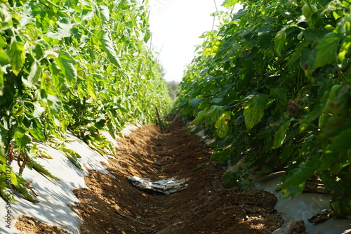 A tomato farm in outskirts of Nashik