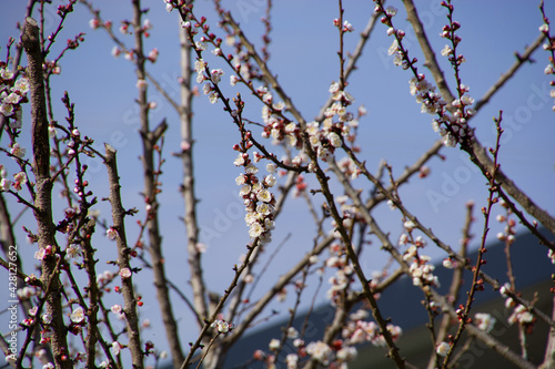 prunus armeniaca flowers on tree in the ornamental garden in spring