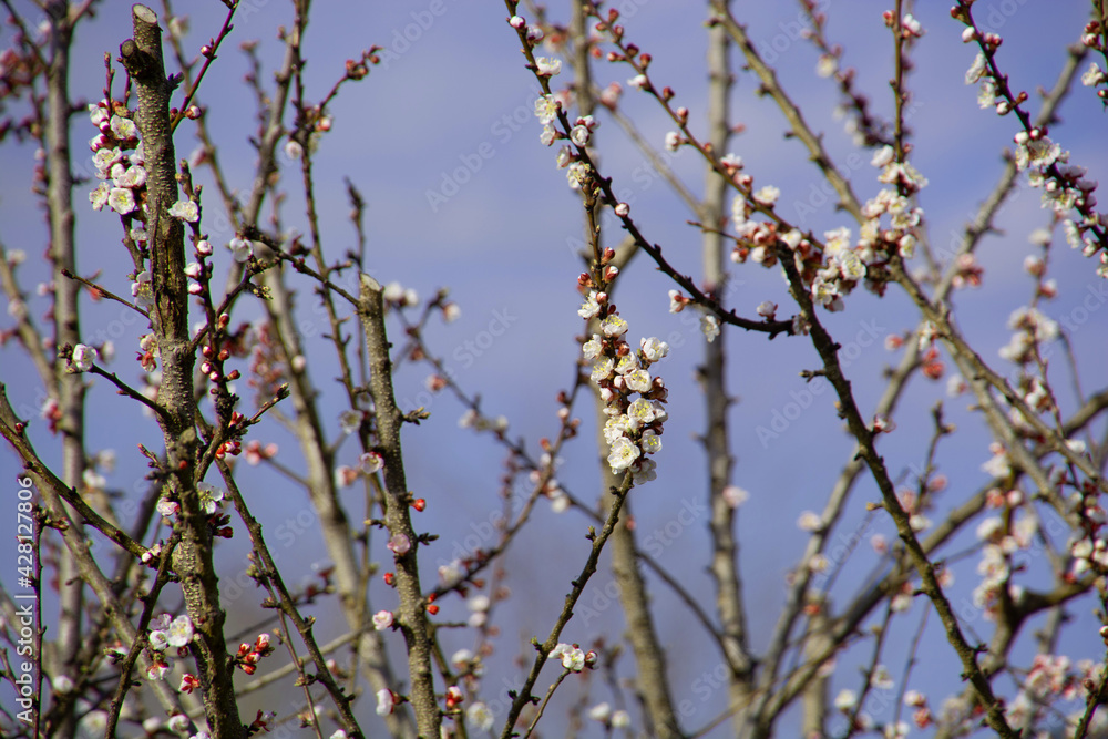 apricot tree in spring with bright pink and white flowers apricot tree in spring with bright pink and white flowers