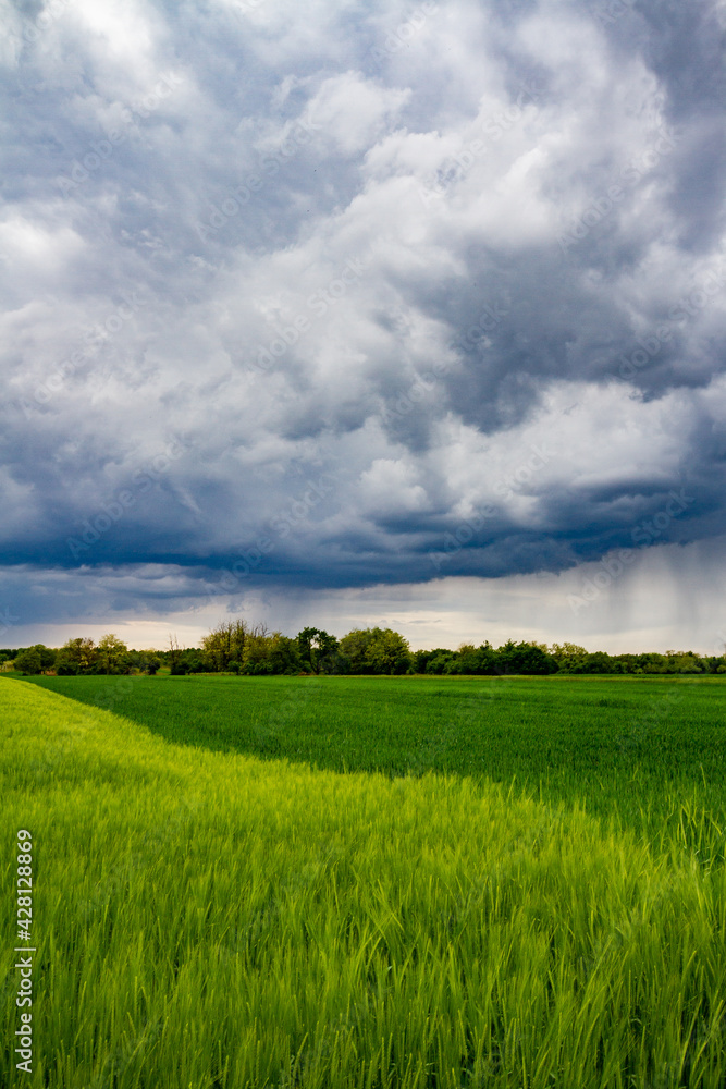 Obraz premium green field and sky