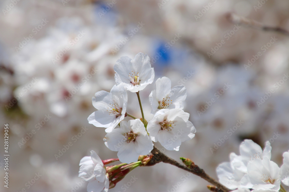 宮川の千本桜・桜アップ（会津美里町）