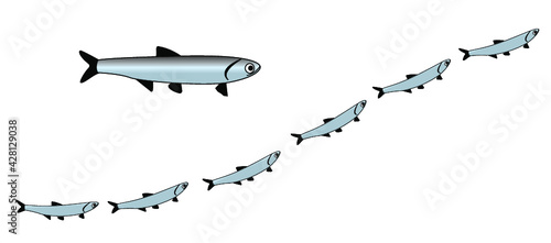 anchois