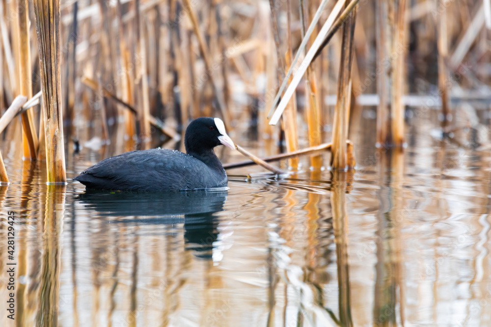 water bird Eurasian coot, Fulica atra feeding in reeds on pond. Czech Republic, Europe Wildlife water bird Eurasian coot, Fulica atra feeding in reeds on pond. Czech Republic, Europe Wildlife