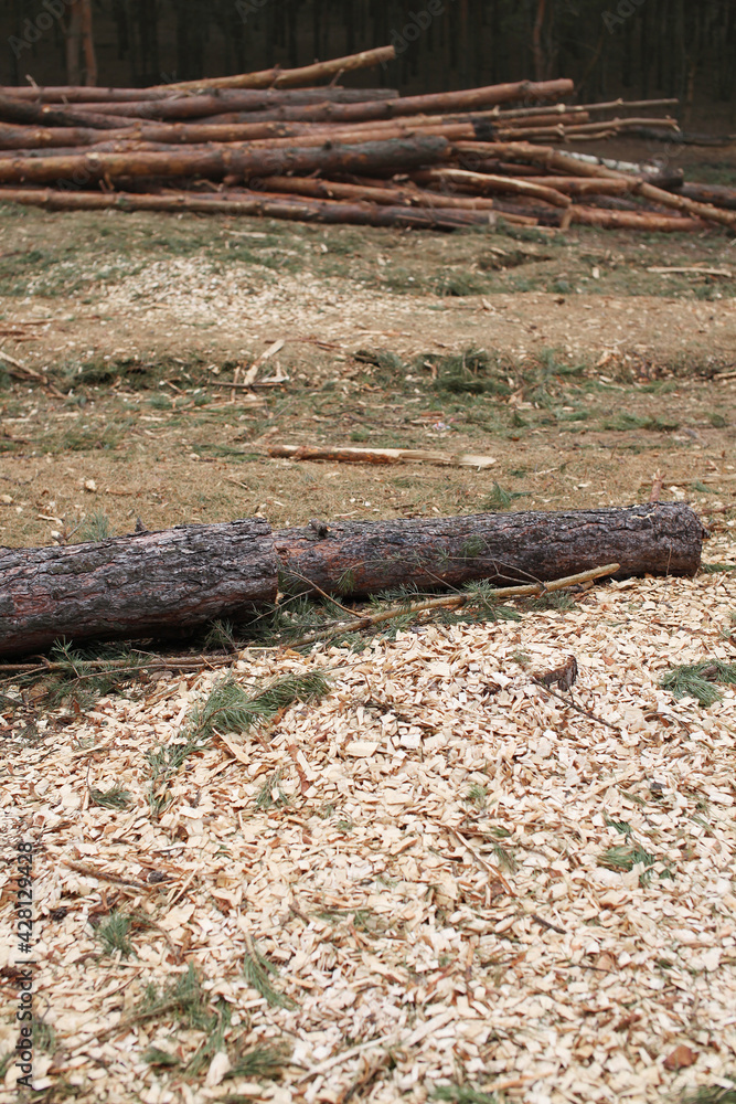 Environment, nature and deforestation - cutting down and felling of trees in a forest Environment, nature and deforestation - cutting down and felling of trees in a forest