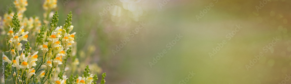 Abstract spring and summer background banner. Linaria vulgaris,  flowers of toadflax, blooming in the summer...