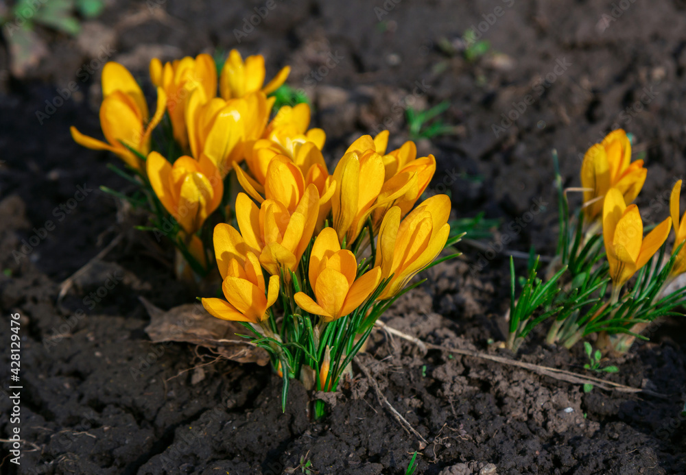 View of beautiful yellow crocus flowers, growing in a garden. Spring blooming nature. View of beautiful yellow crocus flowers, growing in a garden. Spring blooming nature.
