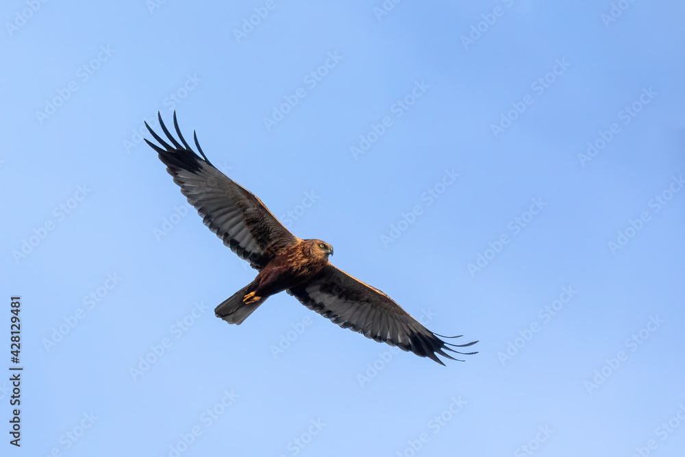 Marsh Harrier, Circus aeruginosus, Birds of prey landing on the blue sky. Czech Republic, Europe Wildlife Marsh Harrier, Circus aeruginosus, Birds of prey landing on the blue sky. Czech Republic, Europe Wildlife
