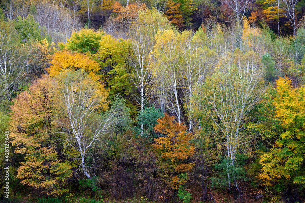 The beautiful autumn landscape of forest sunrise. The beautiful autumn landscape of forest sunrise.