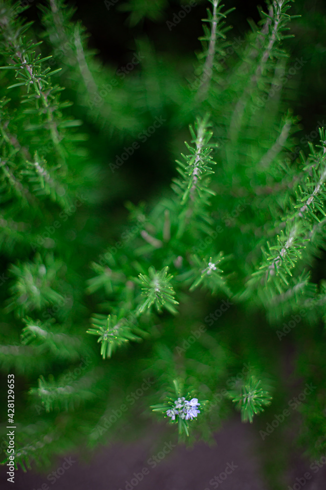 branches branches