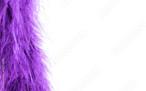 tail with fine feathers. purple fine feathers on a white background.