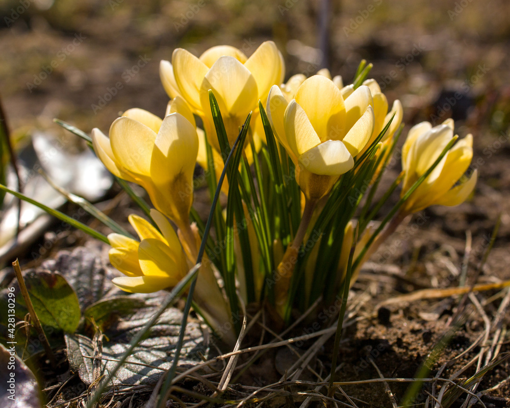 Sunlit yellow crocuses among last year's grass are the first spring flowers in the garden. Sunlit yellow crocuses among last year's grass are the first spring flowers in the garden.
