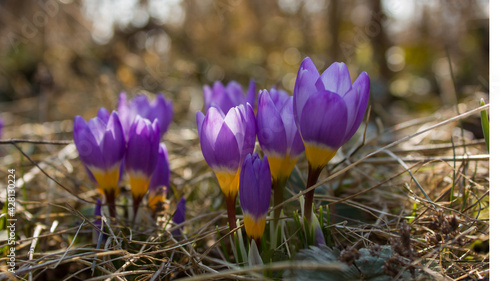 Slightly blurred lilac crocuses lit by the sun among last year's grass are the first spring flowers in the garden.