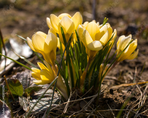 Sunlit yellow crocuses among last year's grass are the first spring flowers in the garden.