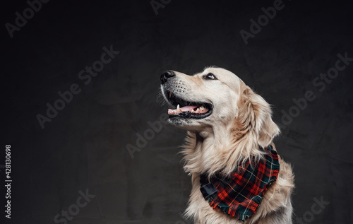 Billede på lærred Scottish golden retriever with soft cream fur wearing a scarf