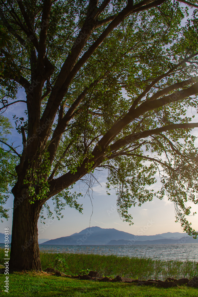 Obraz premium trees in the park Bled