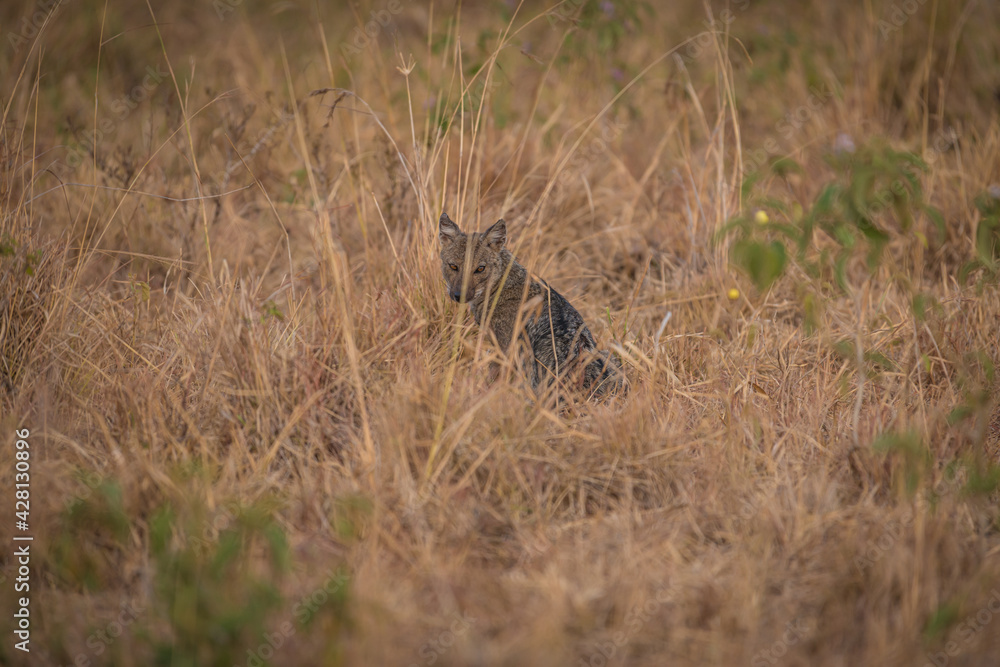spotted hyena in savannah in Murchison National Park, Uganda, Africa spotted hyena in savannah in Murchison National Park, Uganda, Africa